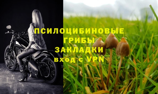 шишки Арсеньев